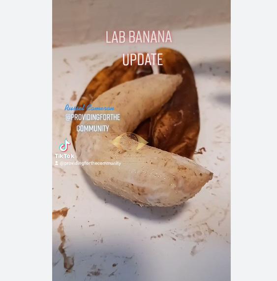 Lab banana là gì ?