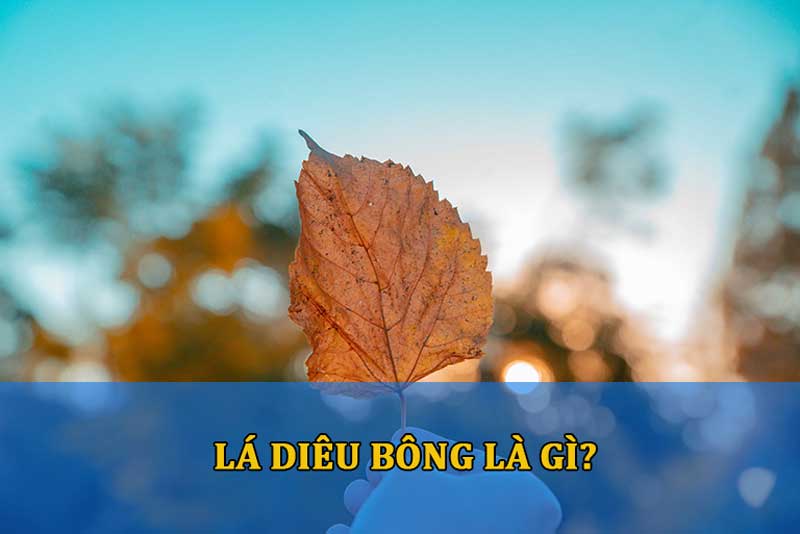 Lá Diêu Bông là gì? Ý nghĩa, nguồn gốc của Lá Diêu Bông