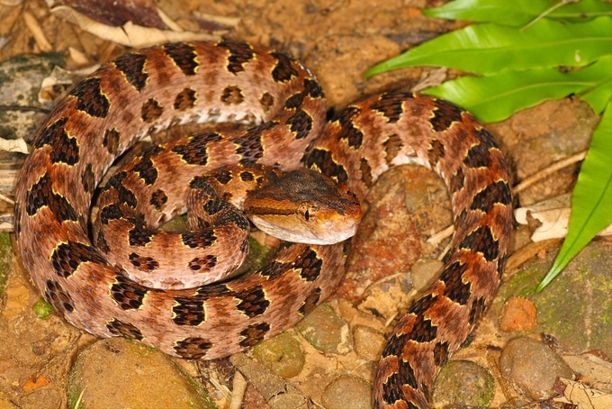 Một số loại rắn lục cườm chiếm hữu nọc độc bị tiêu diệt người.
