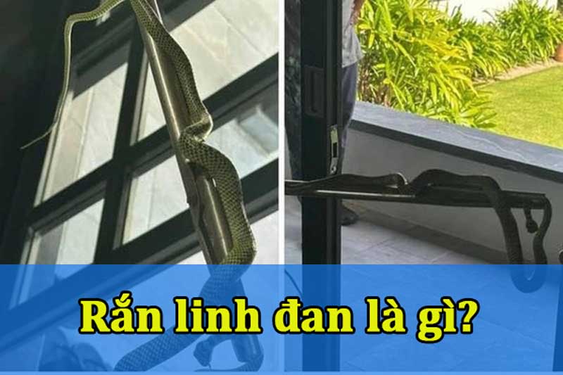 Rắn Linh đan là gì? Có độc và nguy hiểm không?