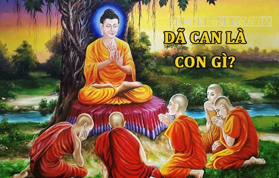 Dã can là con gì? Ý nghĩa câu chuyện dã can trong Phật Pháp