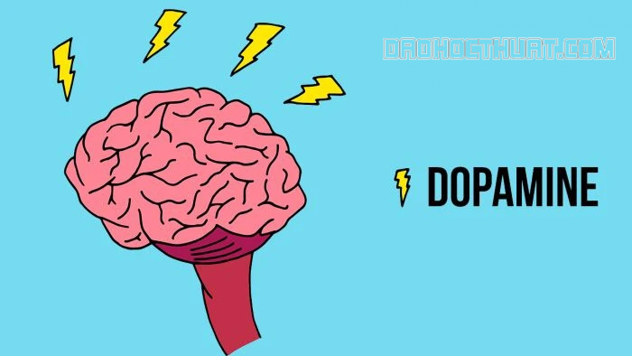 Cơ chế hoạt động của dopamine