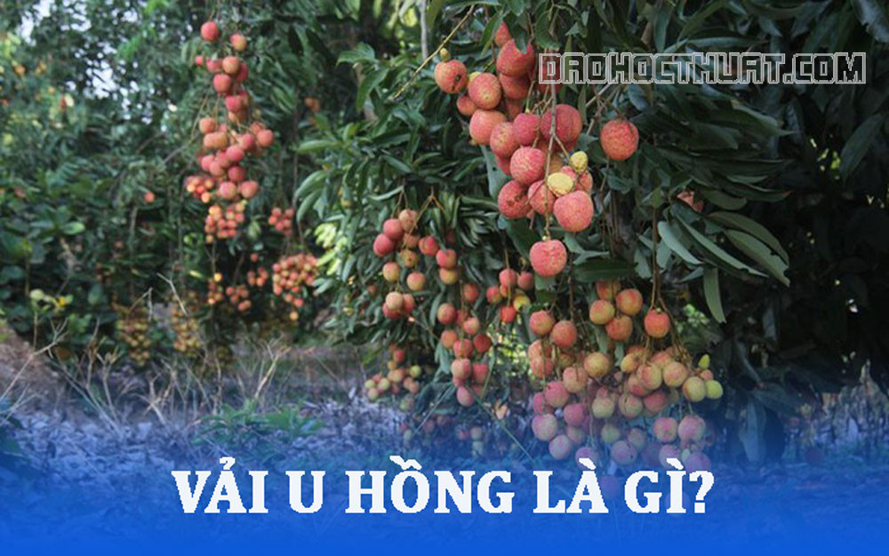 Vải U Hồng là gì? Đặc điểm, cách trồng giống vải quý